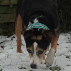Unknown Breed