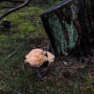 Eastern Cauliflower Mushroom