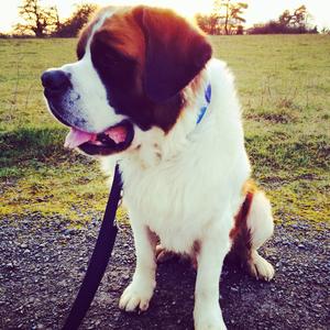 Saint Bernard