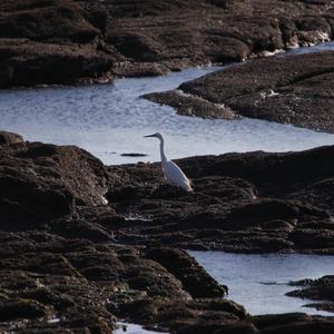 Little Egret