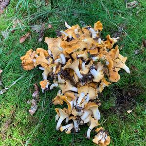 Chanterelle, Common