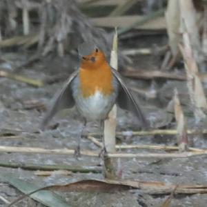 European Robin