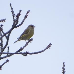 Eurasian Siskin