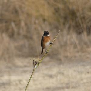 European stonechat