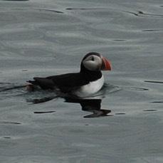 Atlantic Puffin