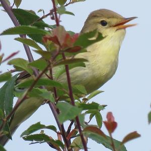 Melodious Warbler