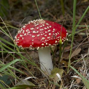 Fly Agaric