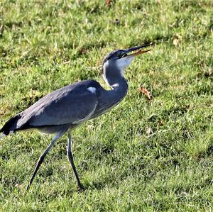 Grey Heron