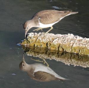 Common Sandpiper