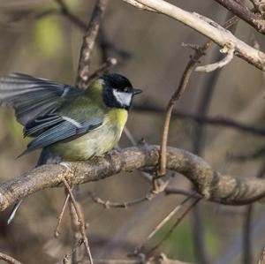 Great Tit