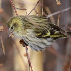 Eurasian Siskin