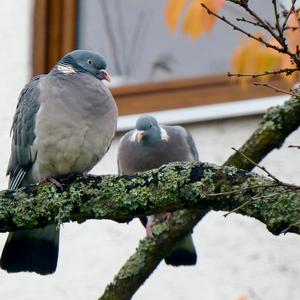 Common Wood-pigeon