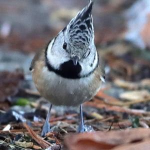 Crested Tit