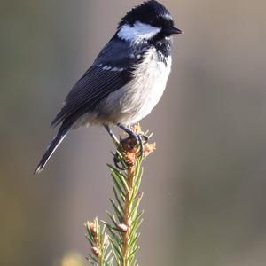 Coal Tit