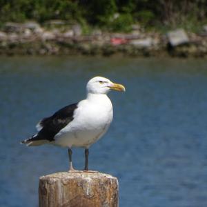 Great Black-backed Gull