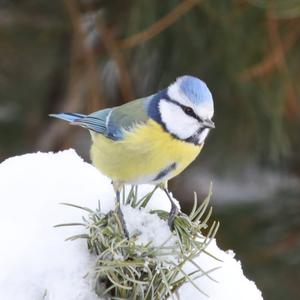 Blue Tit