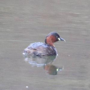 Little Grebe