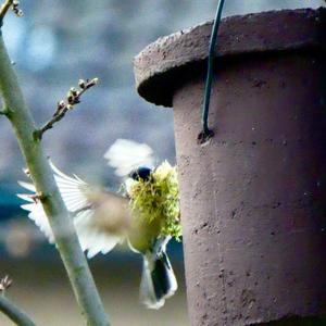 Great Tit