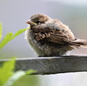 House Sparrow