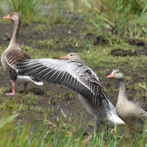 Greylag Goose