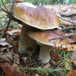 King Bolete