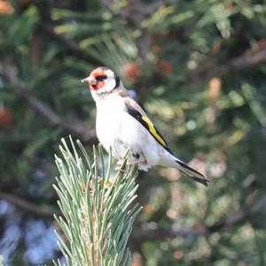 European Goldfinch