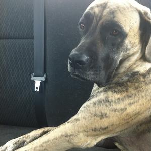 Unknown Breed