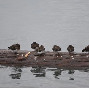 Black Turnstone