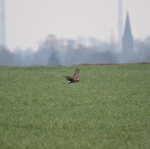 Northern Harrier