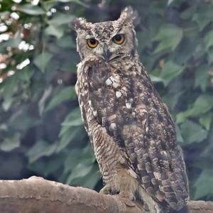 Long-eared Owl