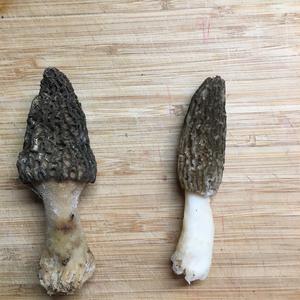 Black Morel