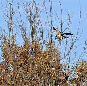 Common Buzzard