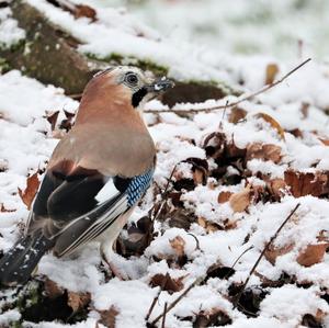 Eurasian Jay