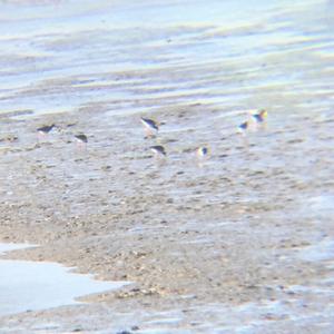 Common Redshank