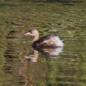 Little Grebe