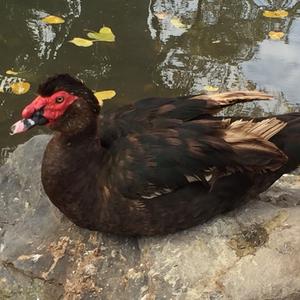 Muscovy Duck