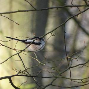 Long-tailed Tit