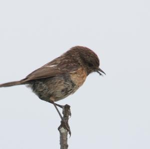 European stonechat