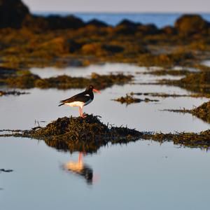 Eurasian Oystercatcher