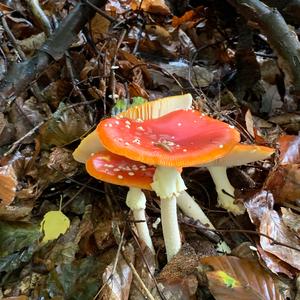 Fly Agaric