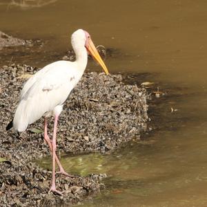 Milky Stork