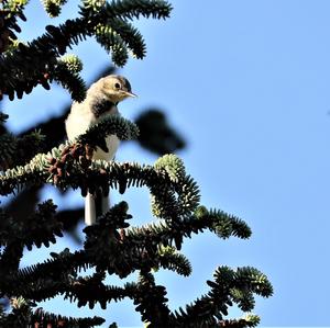 White Wagtail