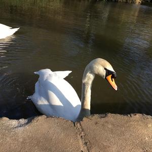 Mute Swan