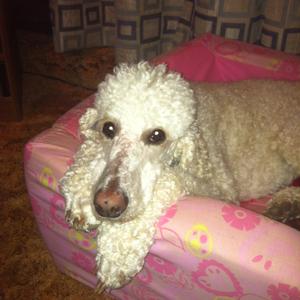 Poodle (Standard)