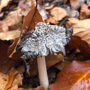 Shaggy Mane