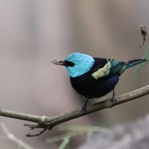 Blue-necked Tanager