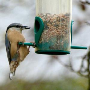 Wood Nuthatch