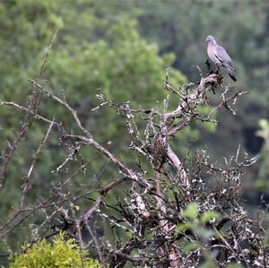 Common Wood-pigeon