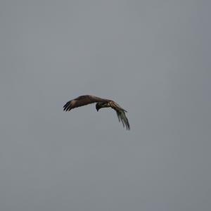 Common Buzzard