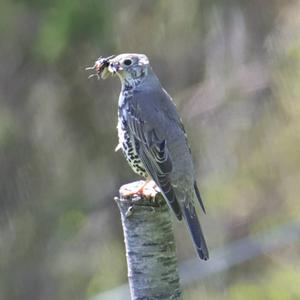 Mistle Thrush